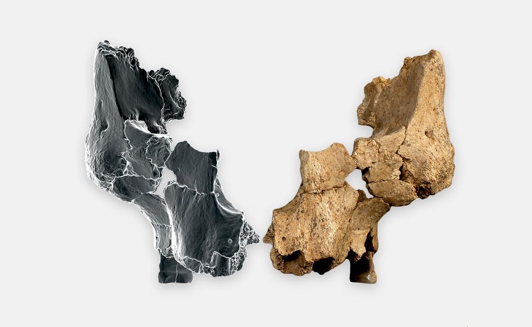 Esta imagen facilitada por el Instituto Catalán de Paleoecología Humana y Evolución Social en marzo de 2025, muestra un fósil del tercio medio facial izquierdo de un homínido, a la derecha, Foto: Maria D. Guillén/IPHES-CERCA, Elena Santos/CENIEH via AP.