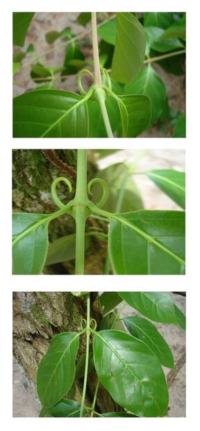 Oye Karen, tómate una infusión de uña de gato; estos son los beneficios