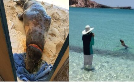 Rescatan a lobo marino atrapado en redes de pesca en BCS