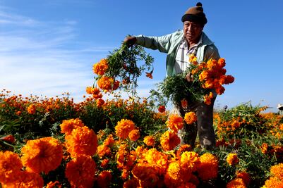 Especialistas de Chapingo buscan evitar la desaparición de variedades de cempasúchil nacionales 