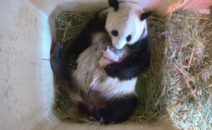 Panda del zoo de Viena da a luz a gemelos 