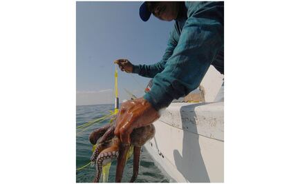 Inicia veda del pulpo este sábado en Yucatán