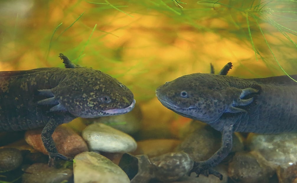 Algunos ajolotes del CIBAC miden hasta 30 centímetros y algunos tienen aproximadamente 8 o 9 años de edad gracias al entorno controlado en el que viven. Foto: UAM
