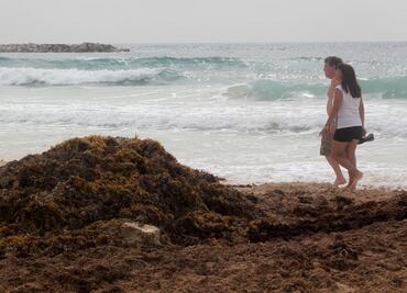 Científicos de la UNAM ya analizan sargazo de Quintana Roo