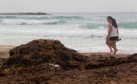 Científicos de la UNAM ya analizan sargazo de Quintana Roo