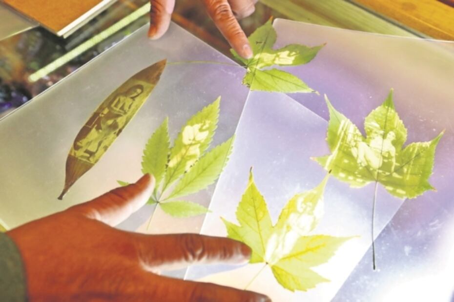 Mexicano lleva arte cannábico a Ámsterdam