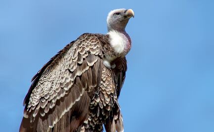 Israel recurre a buitres para localizar cuerpos de personas asesinadas por Hamas