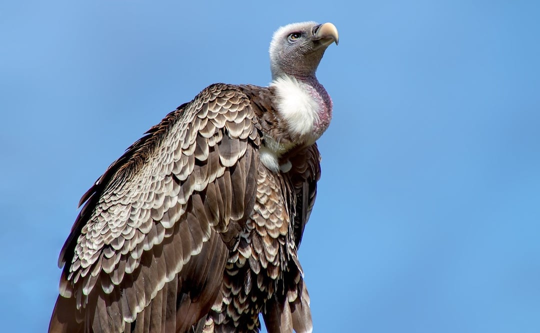 Las aves carroñeras tienen un campo de visión muy amplio, que les permite detectar desde el cielo cadáveres que constituyen la mayor parte de su comida. Foto: Ilustrativa. Pixabay