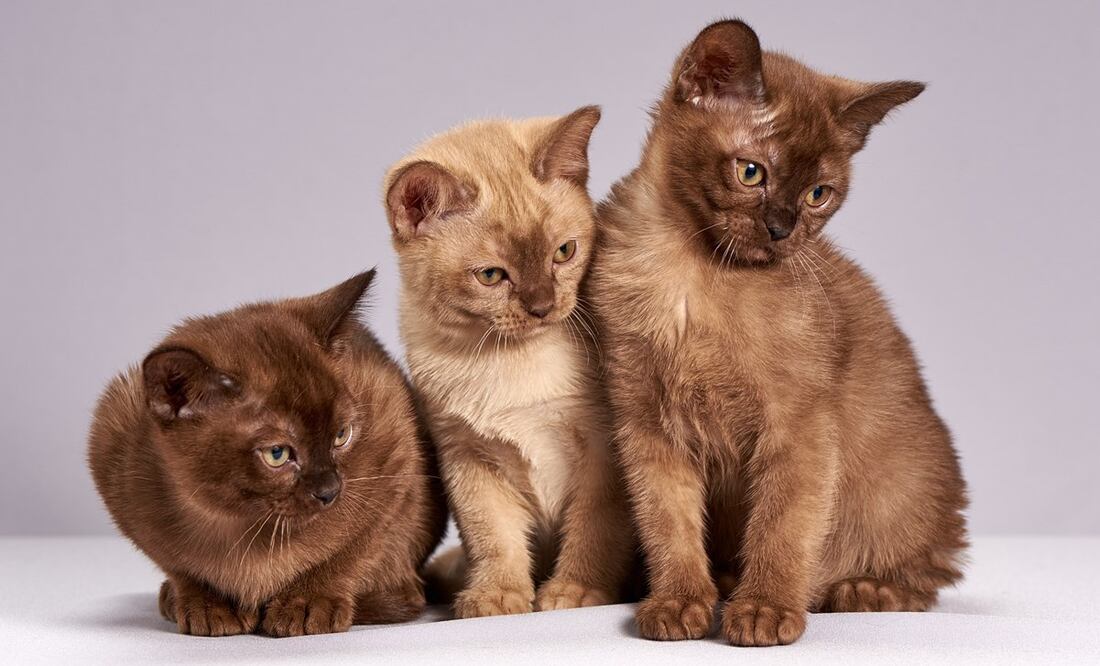 Gatos. Foto: Pixabay