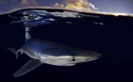 Greenpeace alerta sobre pesca de tiburón en Atlántico norte