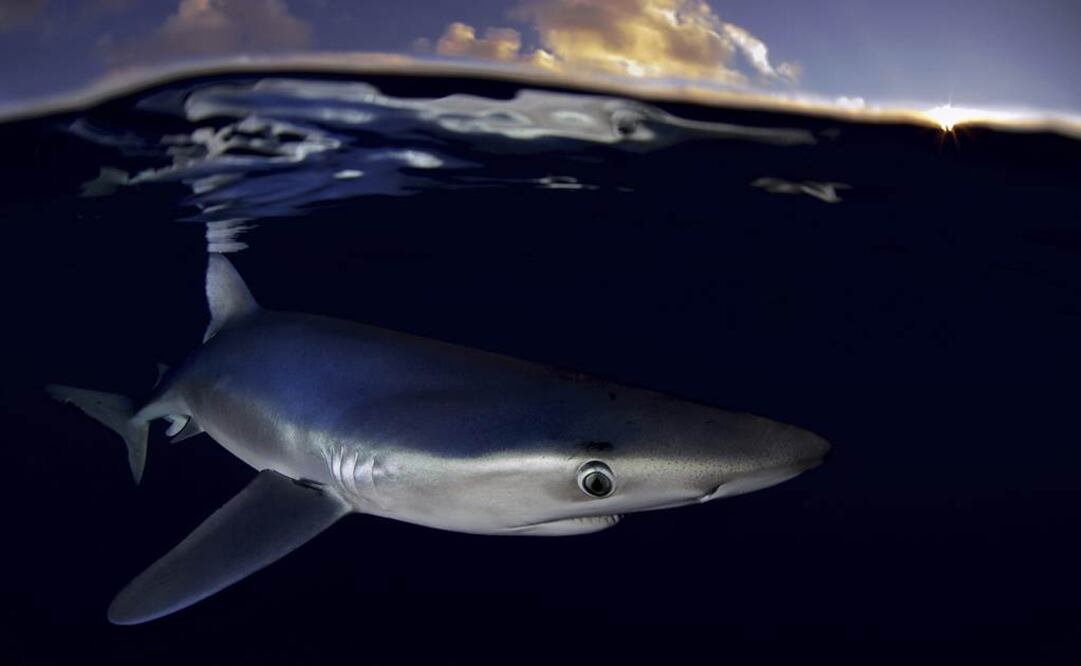 (Robert Marc Lehmann/Greenpeace via AP)