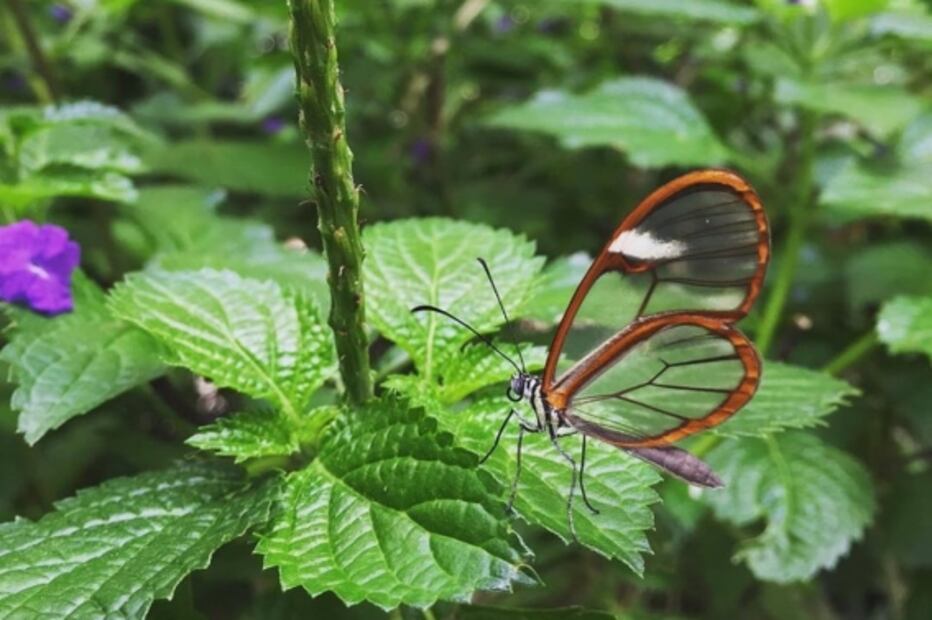 Visita el mariposario de Chapultepec en el “Mes de la Monarca”  