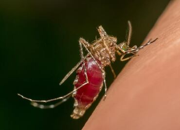 Aumenta 57% defunciones por dengue en 2024; Jalisco, Nuevo León y Veracruz los más afectados
