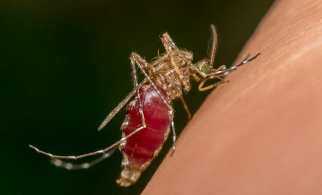 El aumento de casos y los mitos que complican la prevención del dengue. Fuente: Freepik.