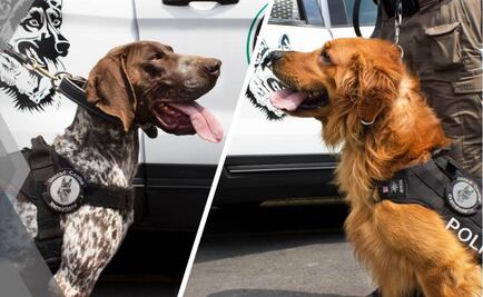 PGR recibe de Estados Unidos 30 caninos especializados