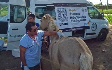 UNAM atiende a caballos, mulas y burros "brigadistas" en Oaxaca