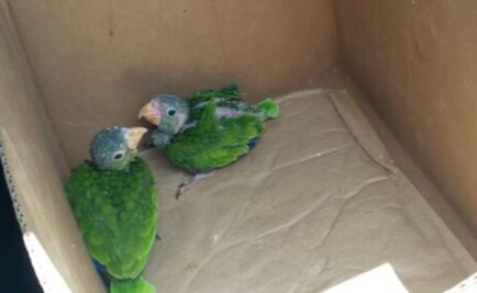 Detienen en Mérida a joven con dos loros verdes