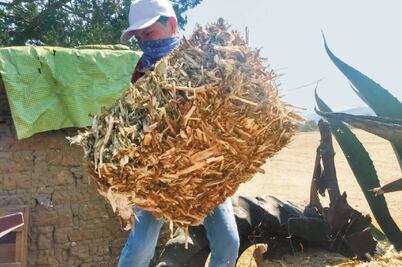 Alertan ante trabajo infantil en Hidalgo