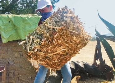 Alertan ante trabajo infantil en Hidalgo