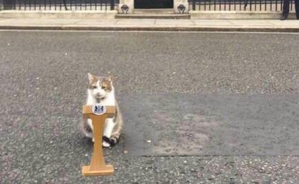 Larry, el gato de Reino Unido que podría "sustituir" a Boris Johnson, dice exdiputado