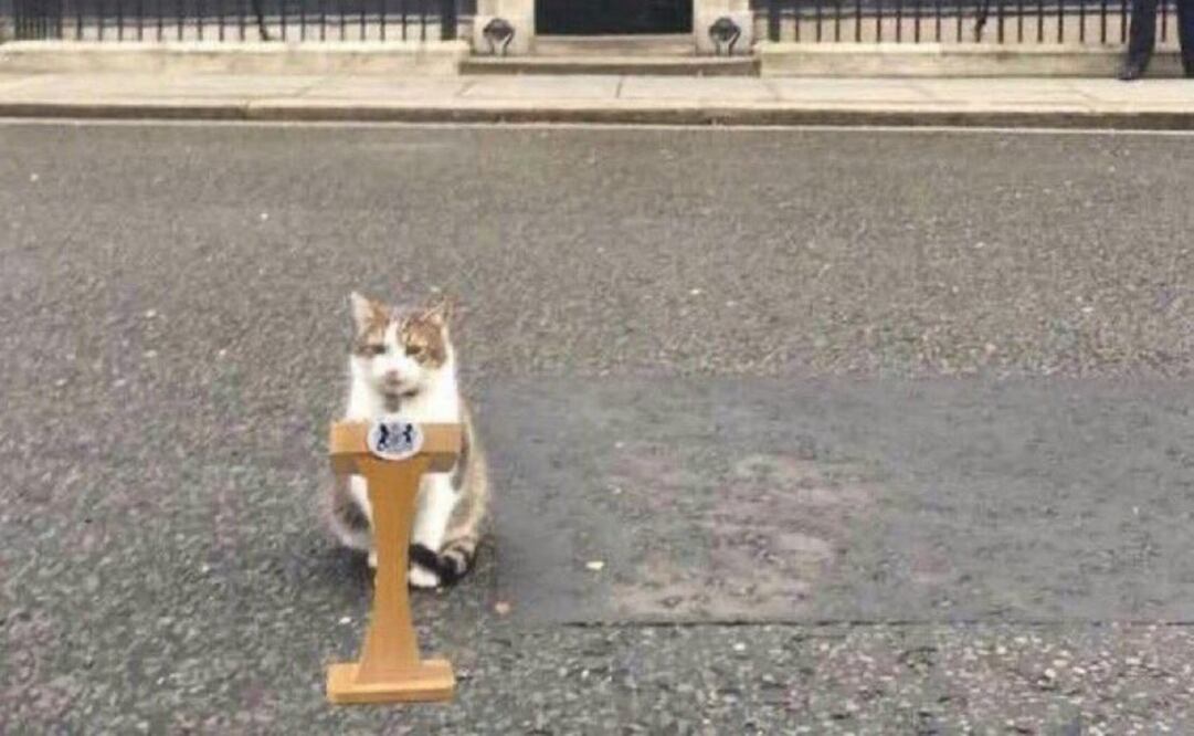 Larry es un gato que pertenece al número 10 de Downing Street desde febrero de 2011. Foto: Twitter @Numero10gato
