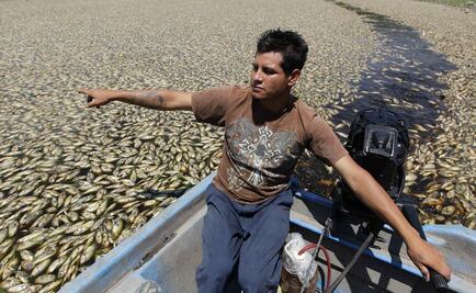 Muerte de peces en Cajititlán, por falta de oxígeno