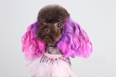 Conoce el petgroomer: la nueva forma de arreglo para tu mascota