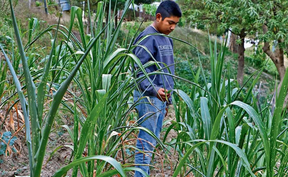En Oaxaca, 409 mil hectáreas son de cultivos de temporal y cerca de 50 mil, de riego. Foto: JUANA GARCÍA/EL UNIVERSAL
