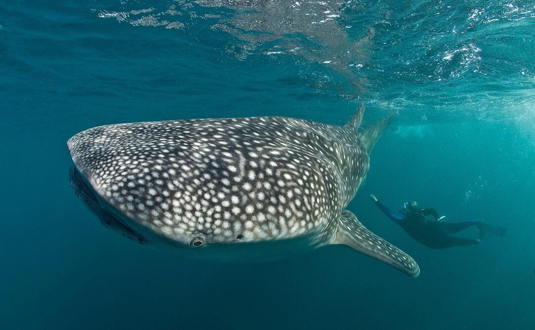 El estudio sirve como base para comprender la diversidad genética y la conectividad poblacional de esta especie.