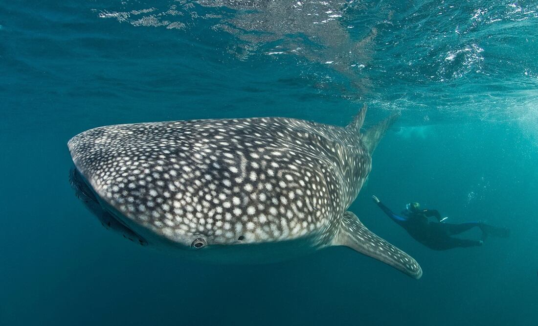 El estudio sirve como base para comprender la diversidad genética y la conectividad poblacional de esta especie.