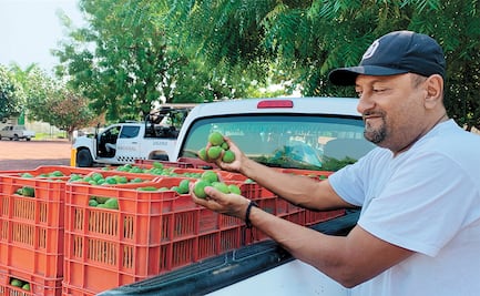 Limoneros regresan a la pisca, protegidos por operativo militar