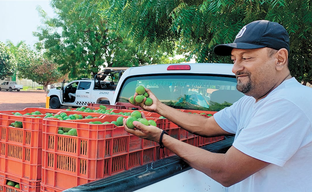 El corte de limón se reactivó ayer en Apatzingán y esperan que el sector se recupere pronto, luego de cuatro semanas sin actividad. Foto: Carlos Arrieta | El Universal