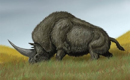 "Unicornio siberiano", la especie que convivió con los humanos modernos