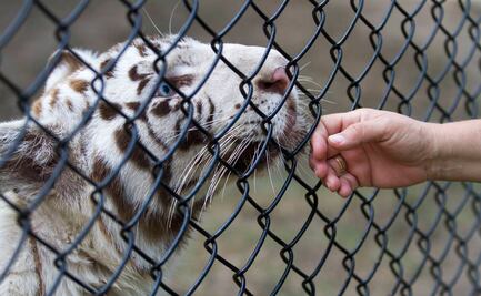 Profepa presenta denuncia ante FGR por muerte de tigre en Querétaro