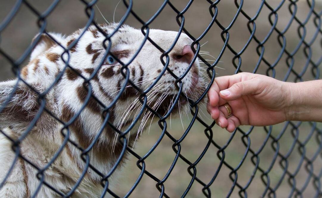 Foto: Archivo. Cuartoscuro