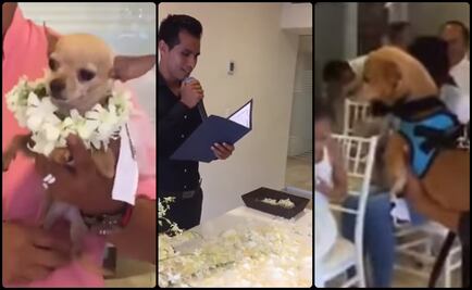 Celebran boda de perros en hotel de Puerto Vallarta