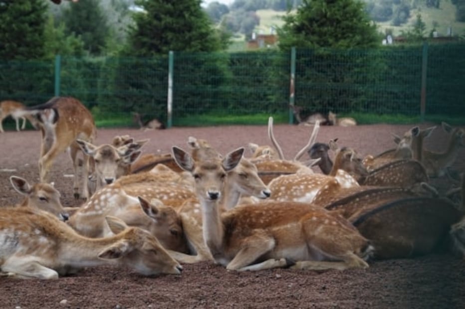 Cuánto cuesta la entrada a Volcanic Park, en Puebla, este 2021