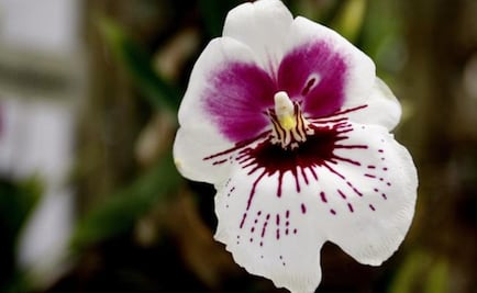 Spring Orchids Exhibition in Mexico City