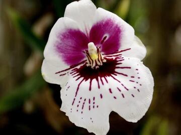 Spring Orchids Exhibition in Mexico City