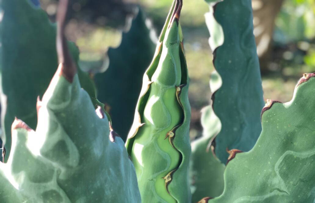 Fotos: Mariana Castillo