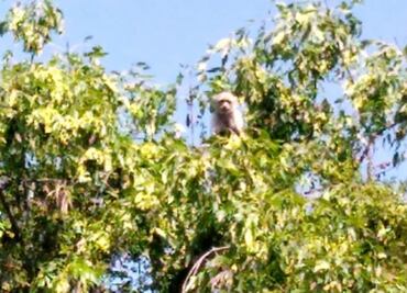 Mono capuchino en Reforma desata memes en redes