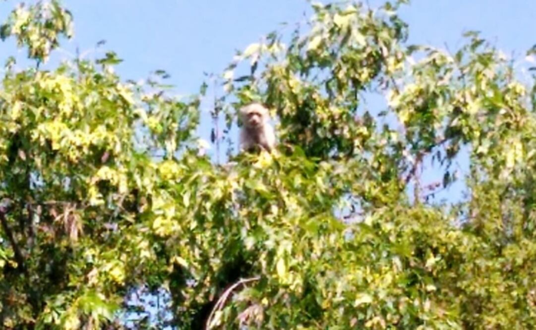 (Foto: Twitter Delegación Miguel Hidalgo)