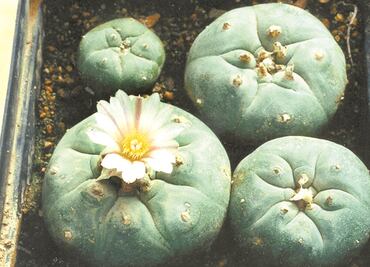 Suprema Corte desecha proyecto de sentencia sobre uso lúdico del peyote