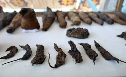 Hallan ratones momificados en antigua tumba egipcia