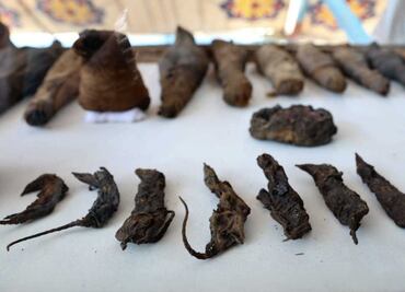 Hallan ratones momificados en antigua tumba egipcia
