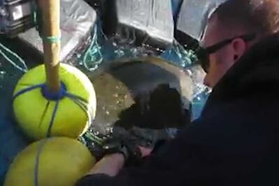 Tortuga que se enganchó con siete toneladas de cocaína es rescatada