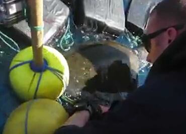 Tortuga que se enganchó con siete toneladas de cocaína es rescatada
