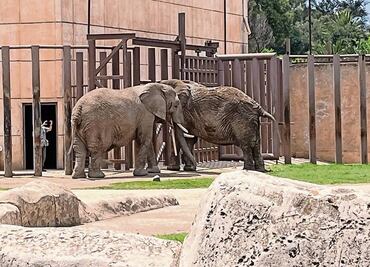 Crece convivencia entre las elefantas Ely, Gipsy y Annie