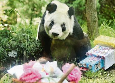 Festejan los 35 años de la panda Xin Xin en Zoológico de Chapultepec