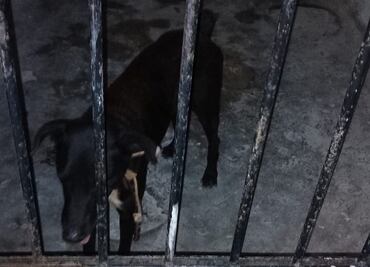 "Encarcelan" a perrito en Yucatán tras morder a tres personas; usuarios de redes sociales piden que no sea llevado a perrera municipal